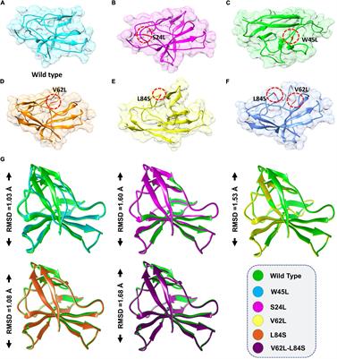 Mutations in SARS-CoV-2 ORF8 Altered the Bonding Network With Interferon Regulatory Factor 3 to Evade Host Immune System